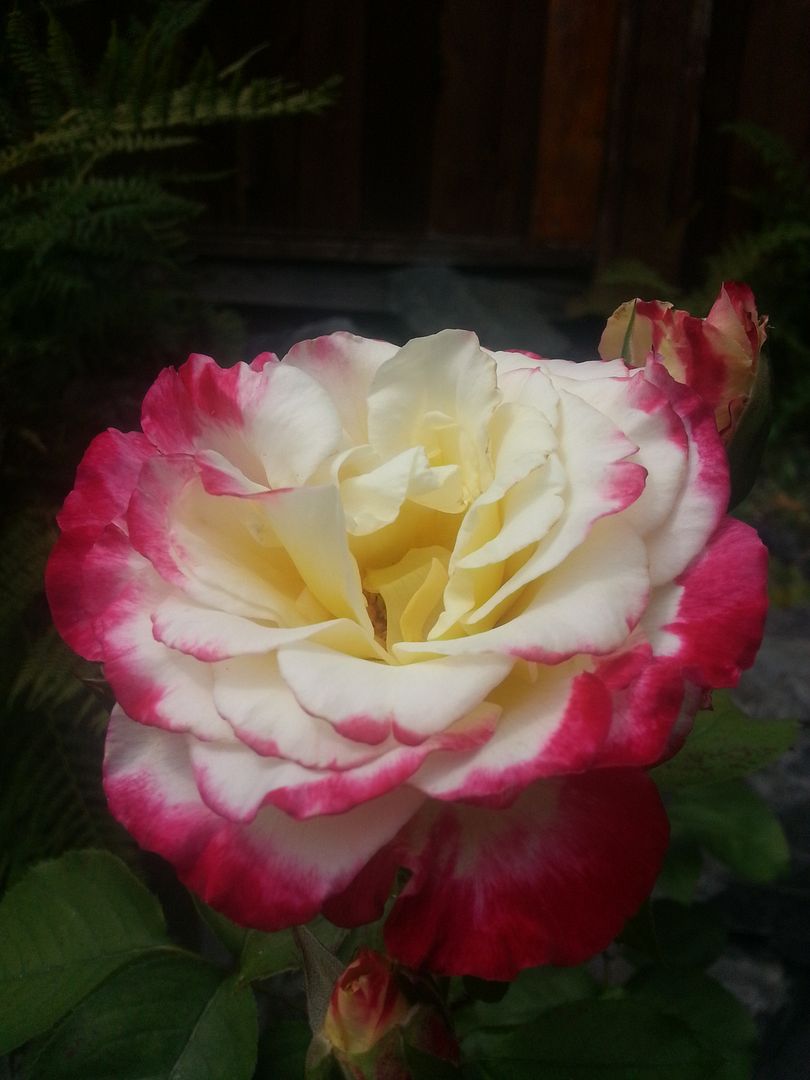  photo 20140801_122347_zpsqok2rhcm.jpg